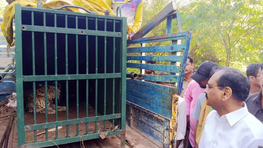 Another leopard trapped and caught in Tirupati